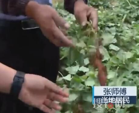 南京野豬跑到田里聽歌睡大覺 跟小孩子一樣在這里玩