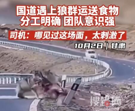 甘肅國道上司機偶遇狼群運送食物 到底是什么情況？