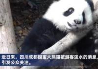 向熊貓福菀潑水3游客身份未確定 真相揭露真的令人大吃一驚