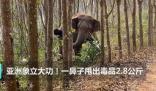 亞洲象一鼻子甩出毒品2.8公斤 真相揭露真的令人大吃一驚