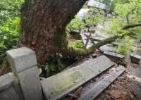 西湖邊500年古樟樹被撞斷該怎么賠 到底是什么情況？