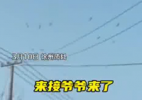 老人去世下葬當天飛來一群仙鶴 究竟是怎么回事？