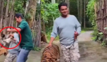 印度男子泰國景區摸老虎屁股遭撲咬 畫面曝光簡直太嚇人了