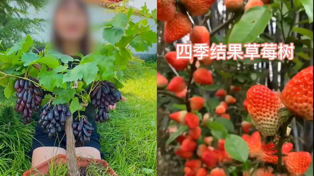 山竹在土里、草莓在樹上……直播帶貨能有多魔幻？！