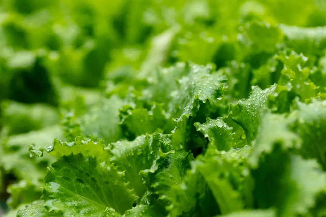 “洋”蔬菜比普通蔬菜營養價值高？