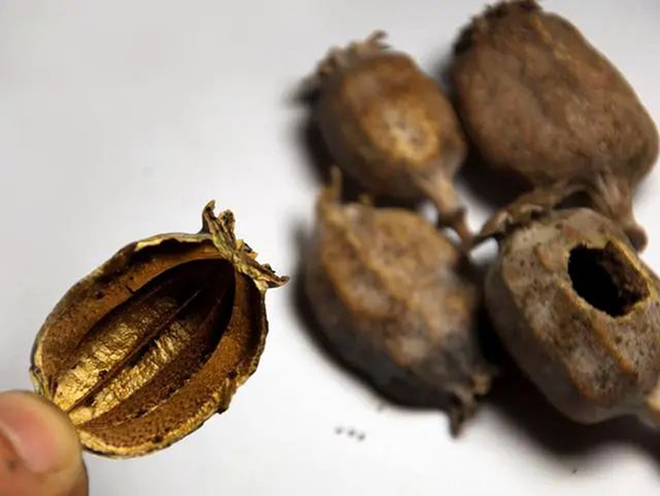 蒸面里添加罌粟殼？罰！誤食后應怎樣做？會影響個人發展嗎？