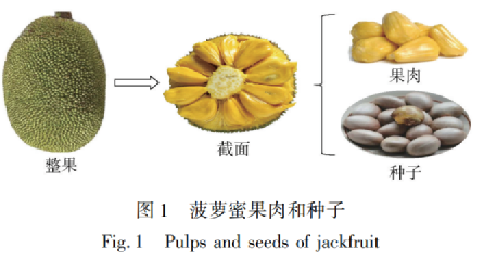 菠蘿蜜的核不能吃？