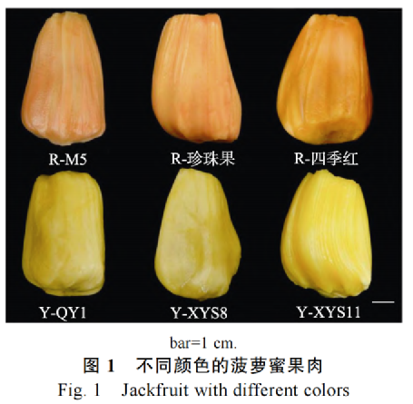 菠蘿蜜沒什么營養？