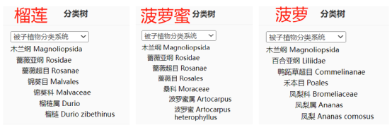 菠蘿蜜和菠蘿是“親戚”？